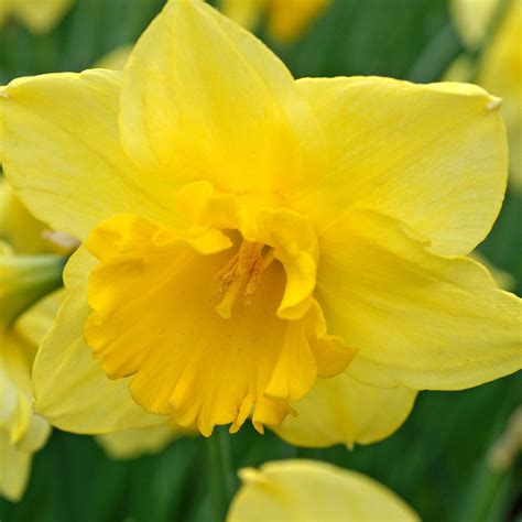 Explore our extensive assortment of lettuce seeds, selected for flavor, adaptability, and performance. . Narcissus bulbs for sale